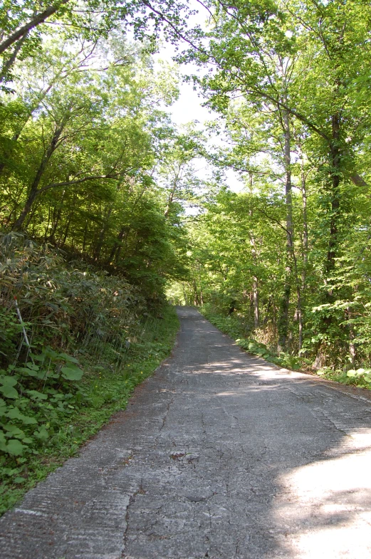 an empty road surrounded by trees and grass