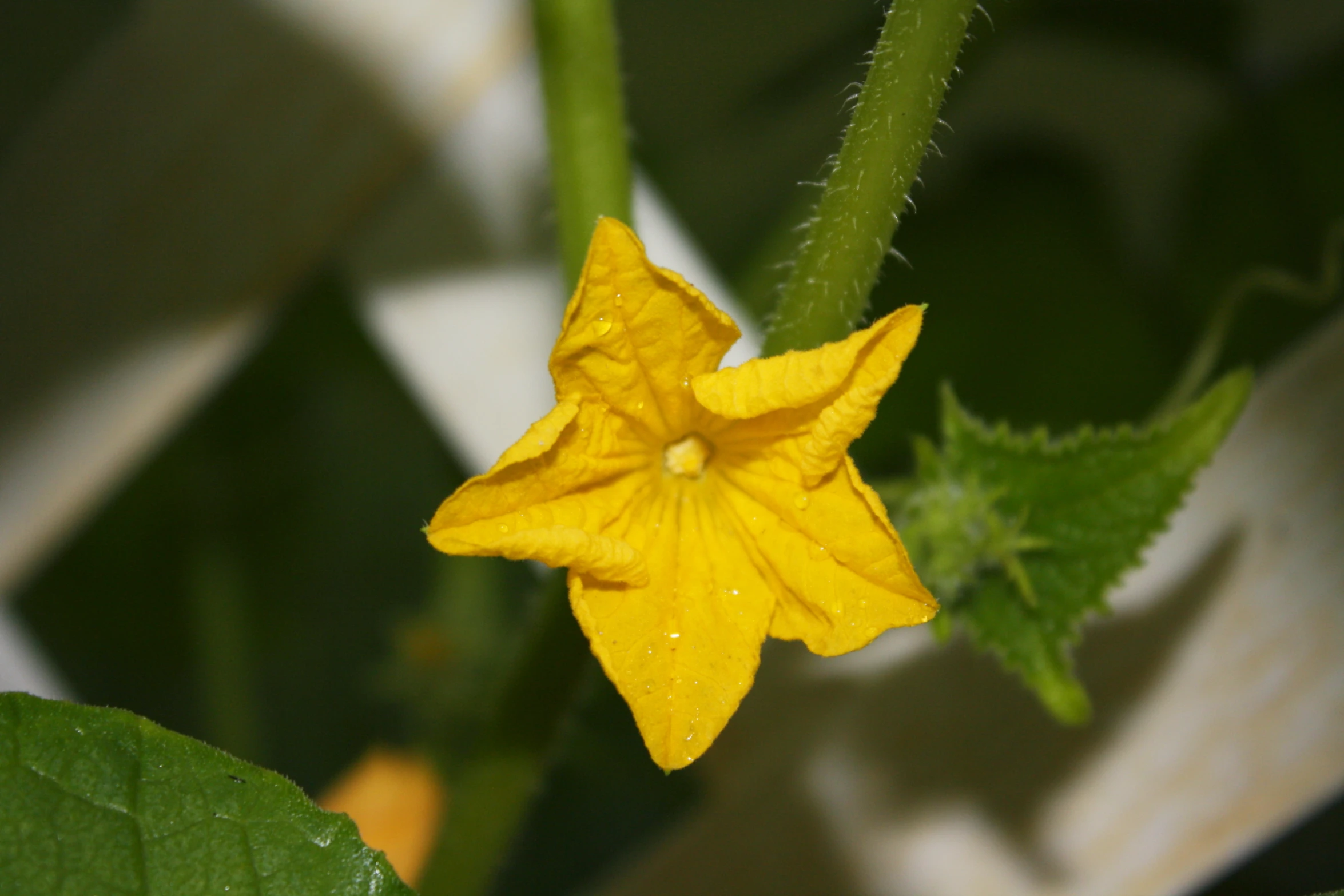 a small yellow flower on a green plant