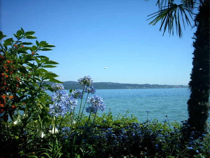 some flowers are blooming along a shoreline by the ocean