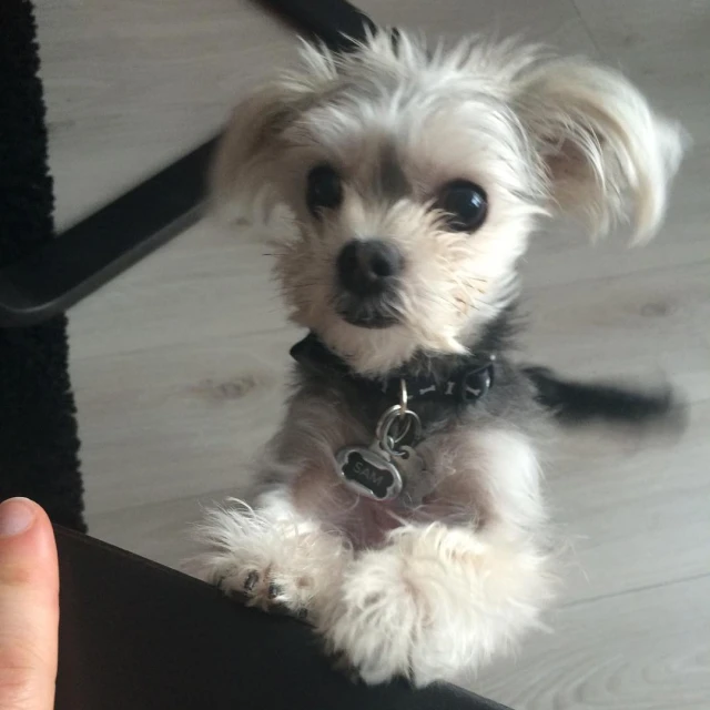 a little dog sitting on top of a wooden floor next to a person