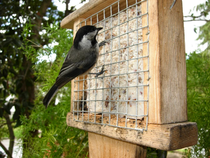 a bird perched on top of a wooden feeder