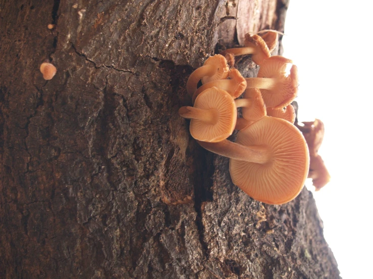 the group of mushrooms are growing from the tree nch