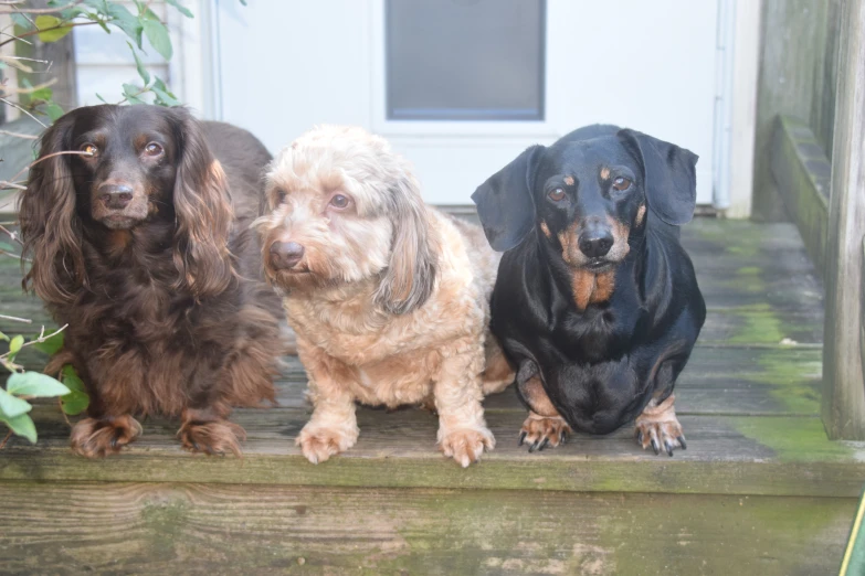 three dogs sitting on the steps looking up