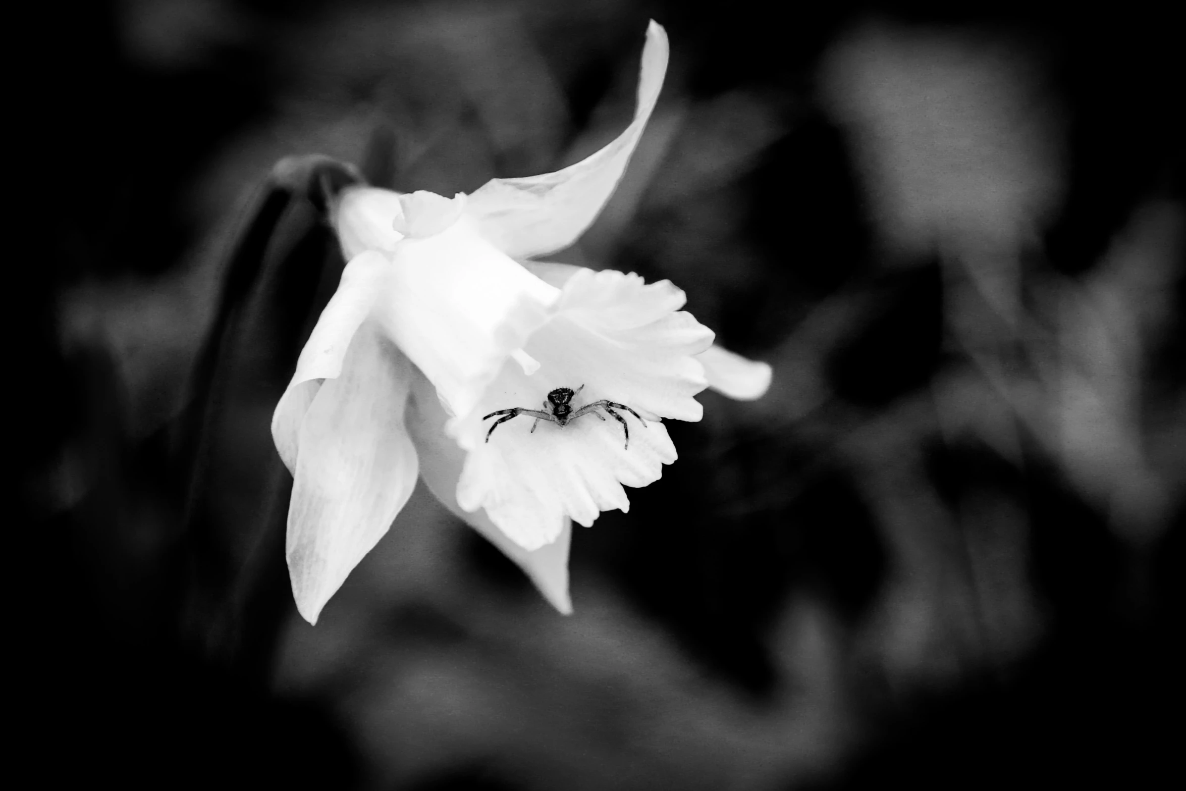 black and white po of a flower