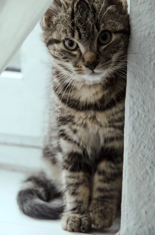 a striped cat sitting next to a window