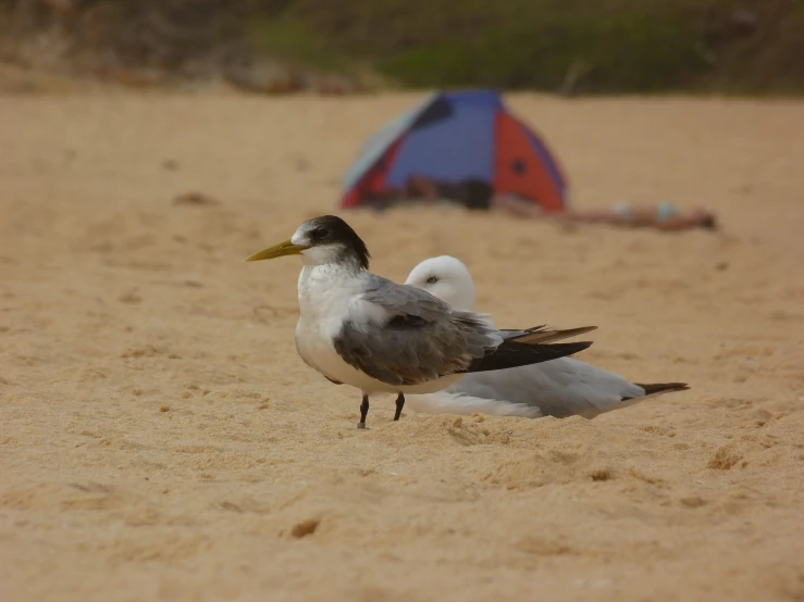 seagull standing on the beach by tent and tents in the background