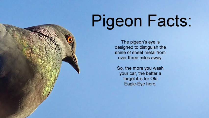 a bird with a poem about pigeons