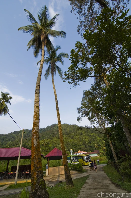 a palm tree is on the side of a path