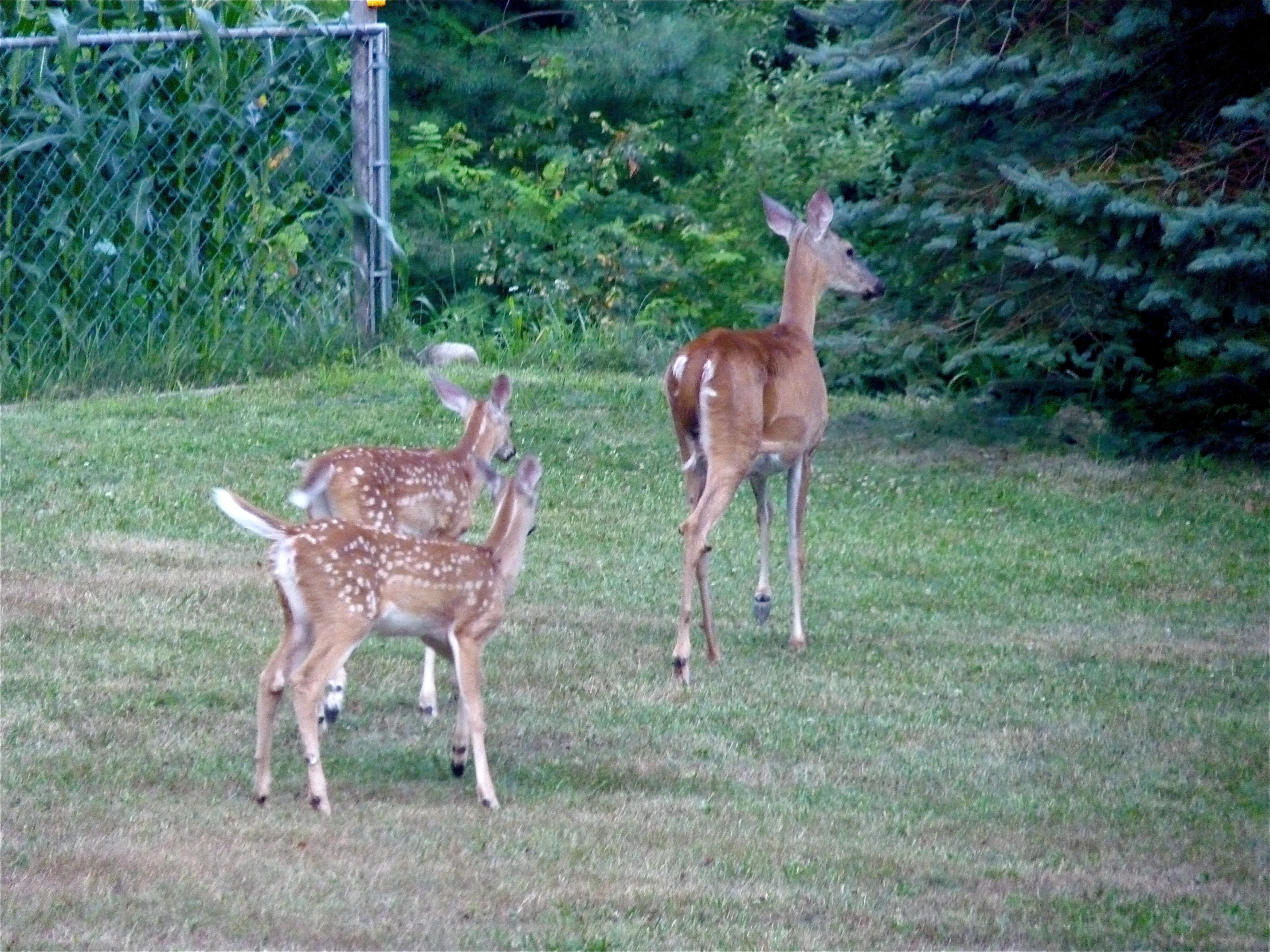 two deers standing next to each other in a yard