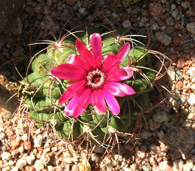 a close up of a flower on a cactus