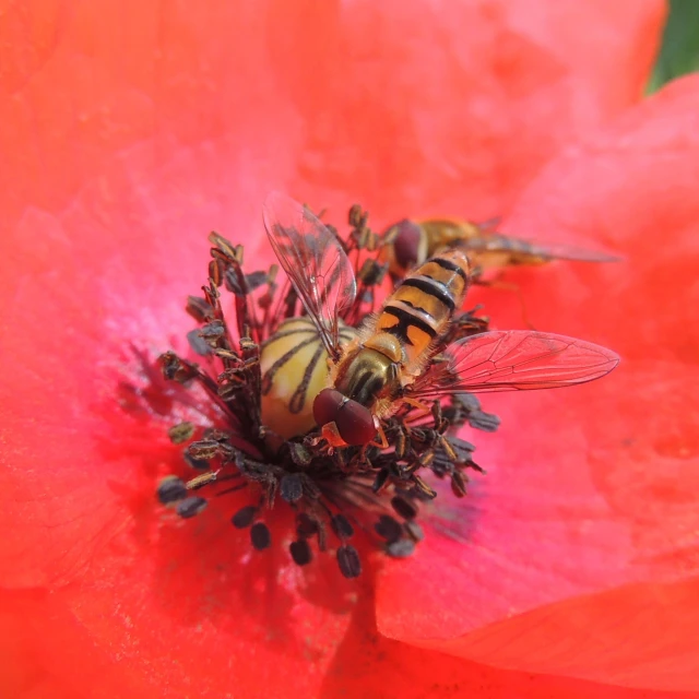 a close up image of a flower with some bees