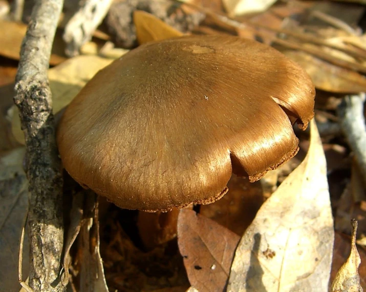 the close up view of a mushrooms sitting on top of leaves