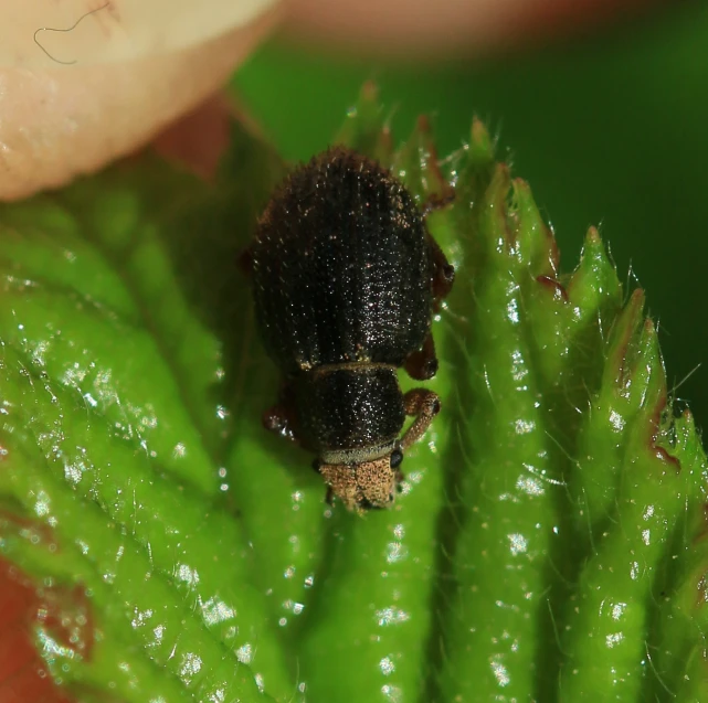 the bug is perched on top of the green leaf