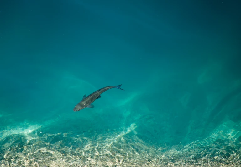 a fish floating in the blue water under water