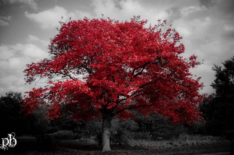 black and white pograph of a beautiful tree