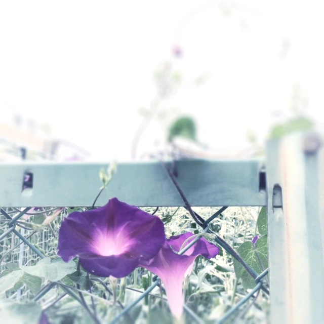 purple flowers growing through metal railings on ground