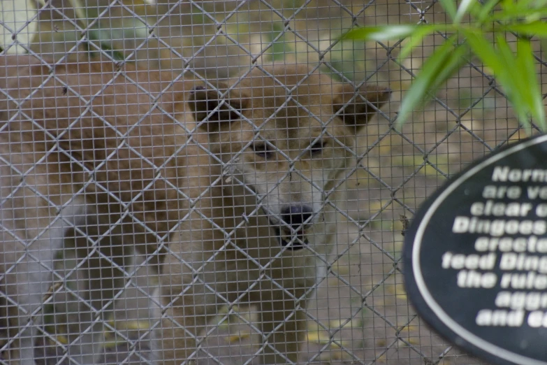 a lion stands behind a fence looking out