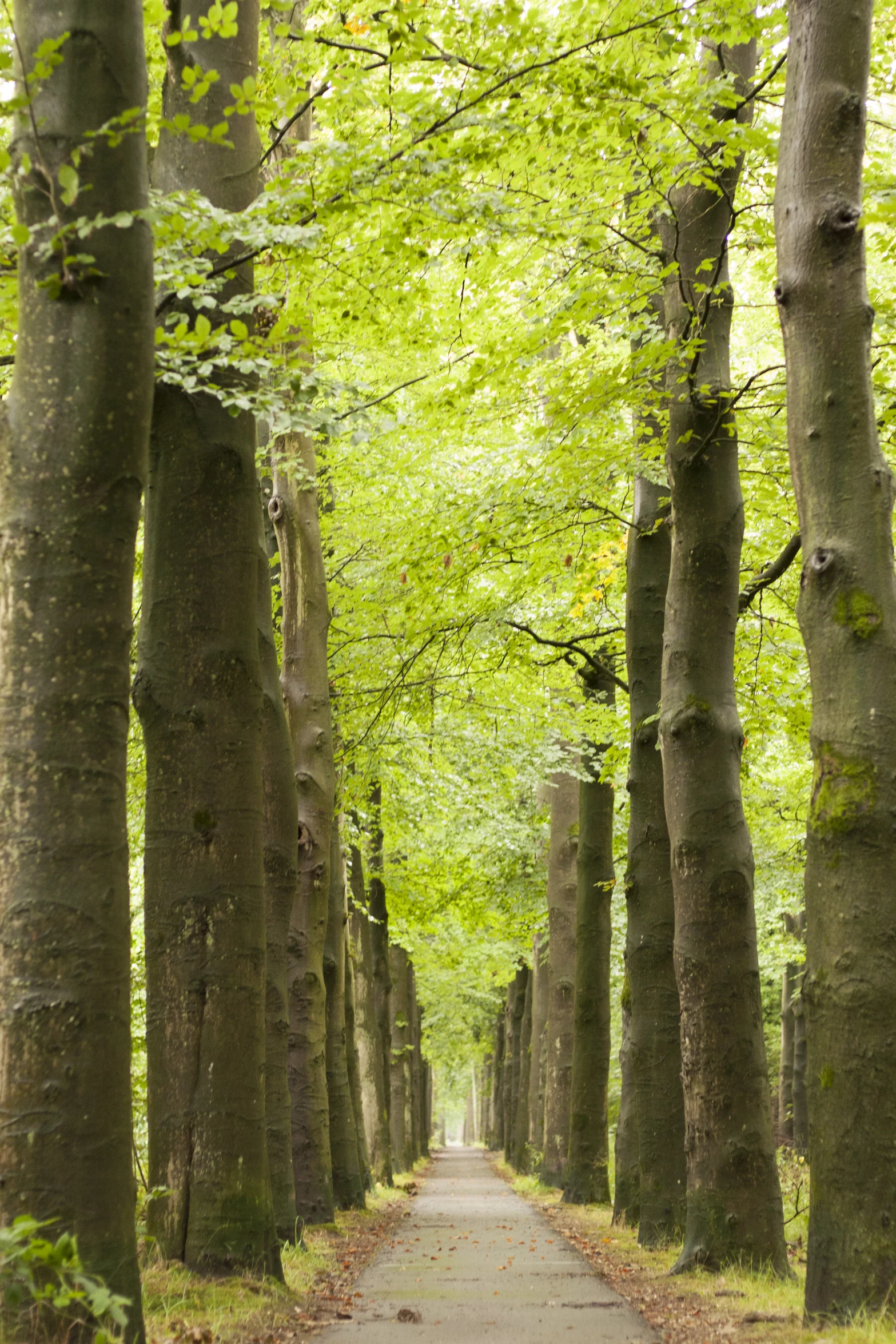 an image of a leaf covered pathway going through the woods