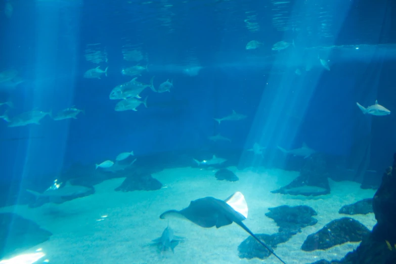 a group of sea life swimming over the ocean