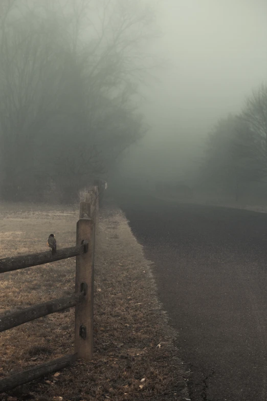 a foggy, wooded road that stretches to the distant horizon