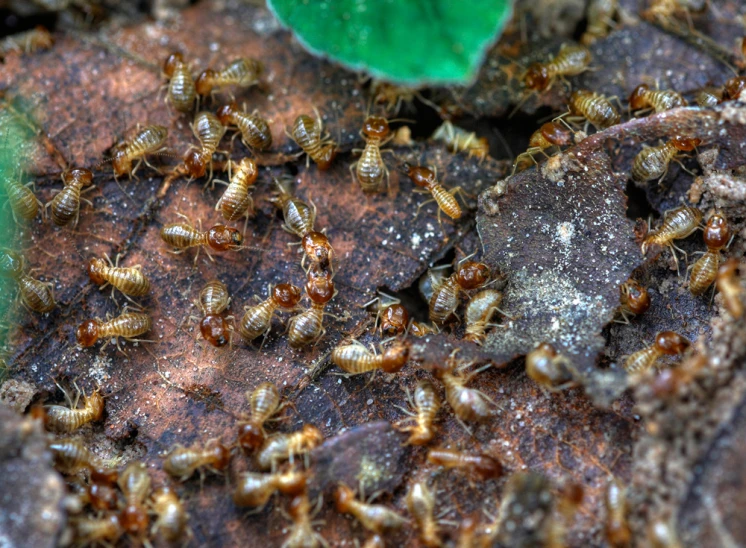 a group of tiny termites on top of rocks