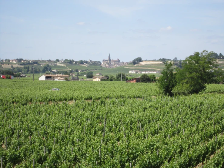 large green trees near a dirt road in the middle of an open field