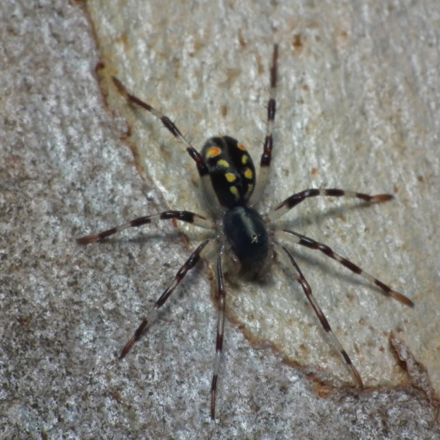 close up view of a yellow black striped spider