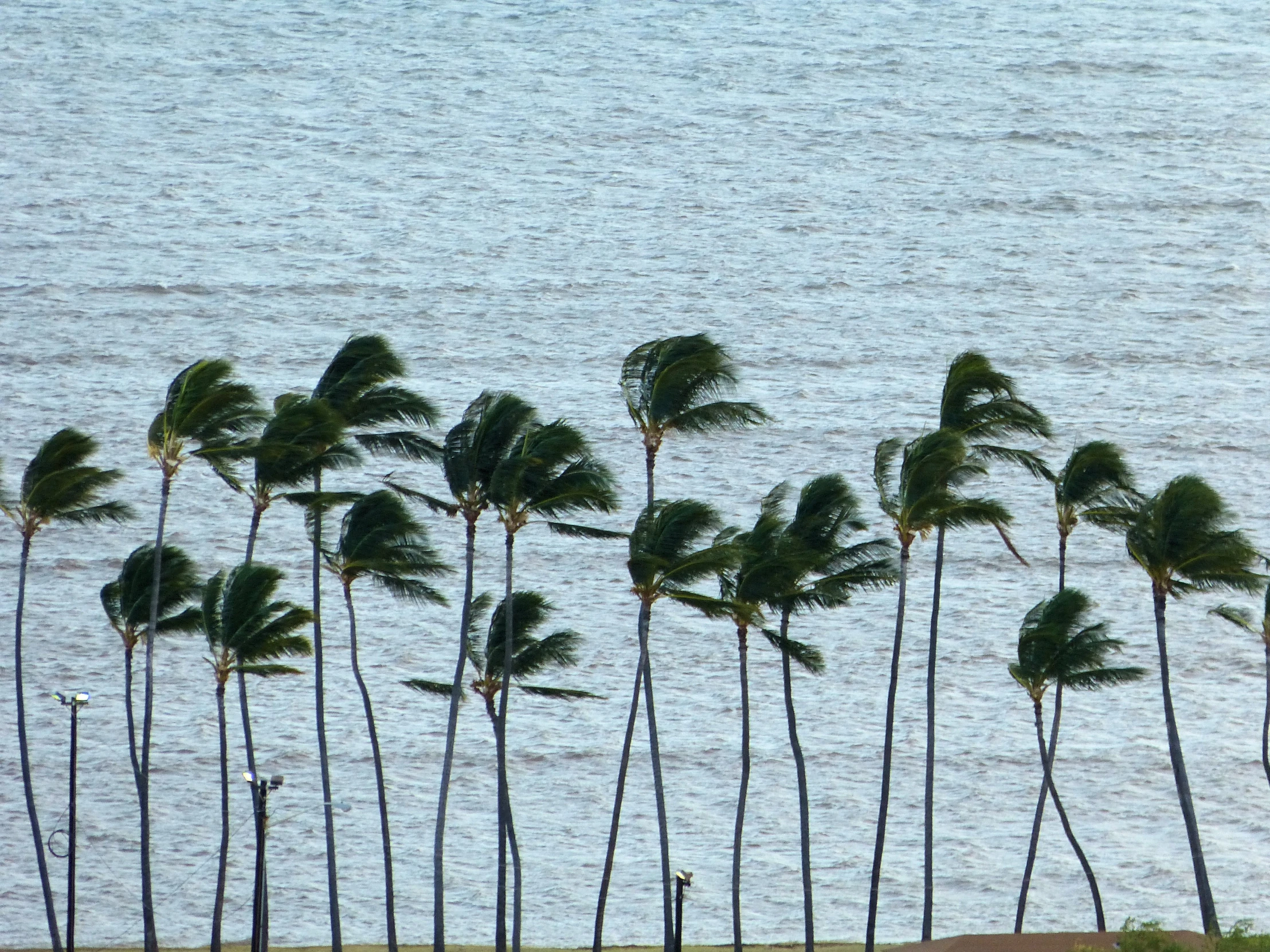 many palm trees by the water in a group