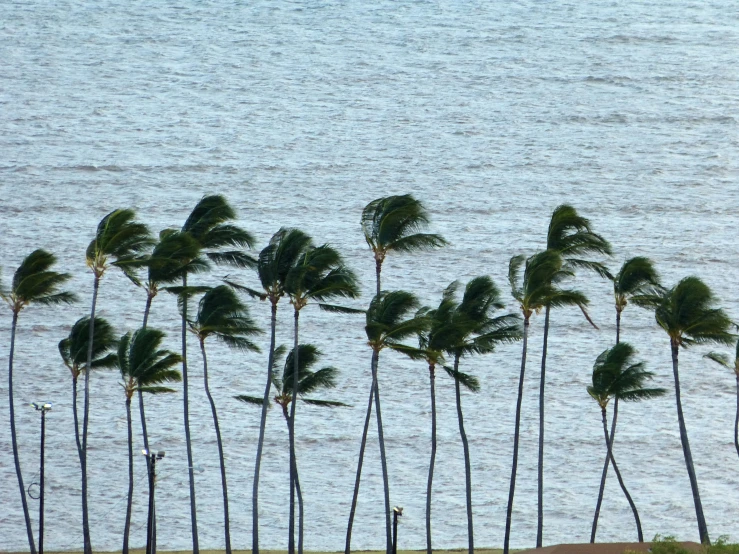 many palm trees by the water in a group