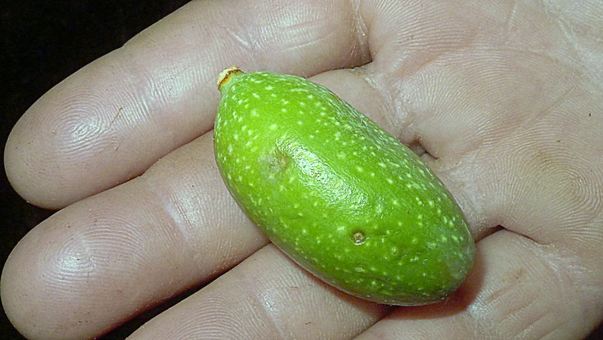 a close up of a person holding an avocado