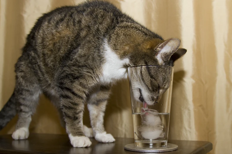 cat on table drinking from glass of water