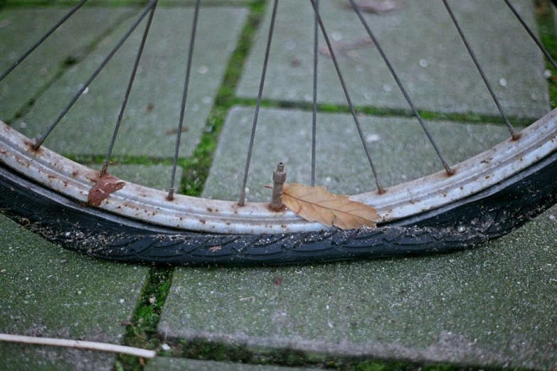 an old bicycle tire with an orange leaf on the rim