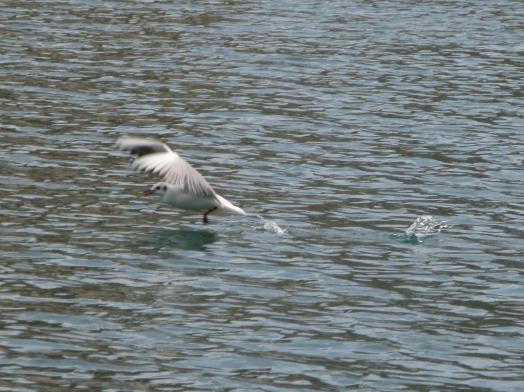 a seagull flies low over the water with its wings spread