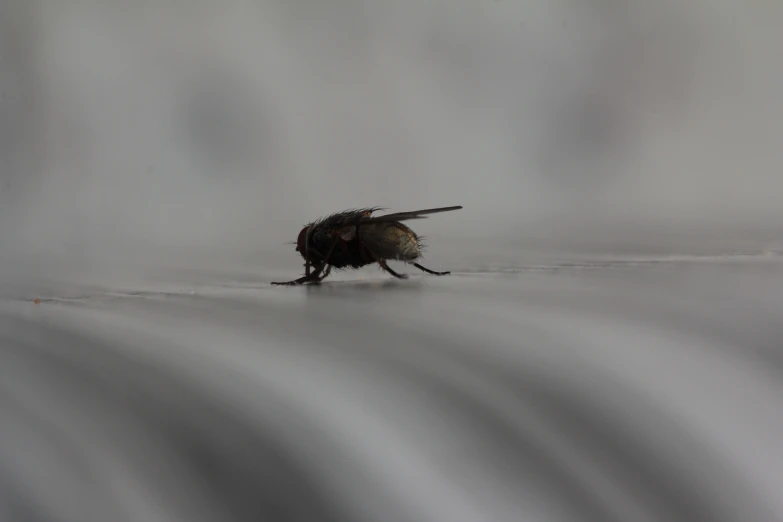 a bug in the middle of a gray field