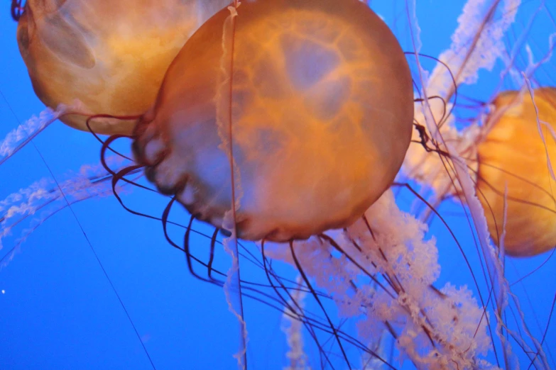 jellyfish in the ocean looking for food