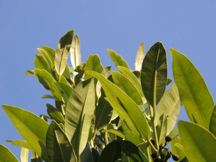 a large green leafy tree against a clear blue sky