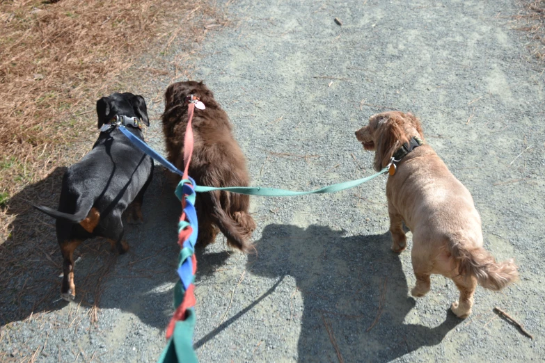 a pair of dogs are tied to leashes on a road