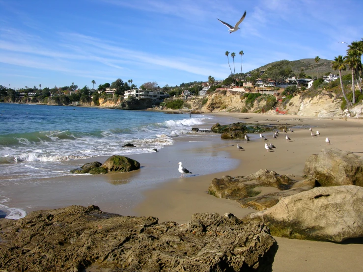 a flock of seagulls are walking on a beach near the ocean