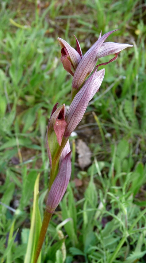 a purple flower on a stem in a grassy field