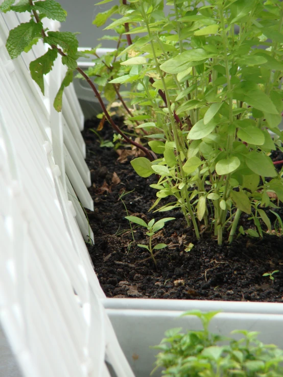 three herb plants growing in a container near white siding