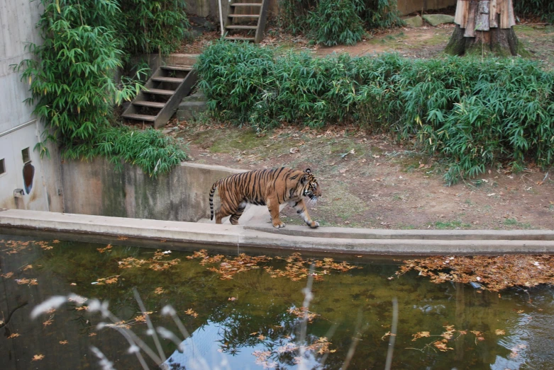 a tiger walking along a wall and into the water