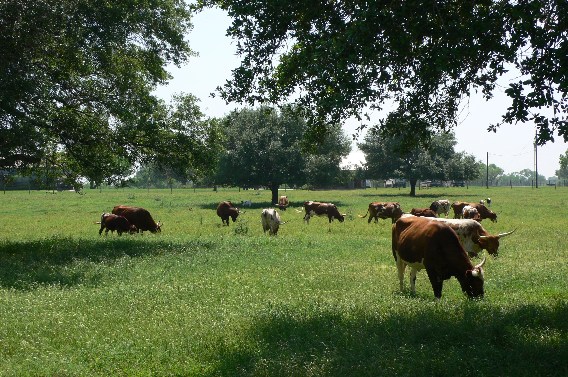 several cows graze on some grass near some trees