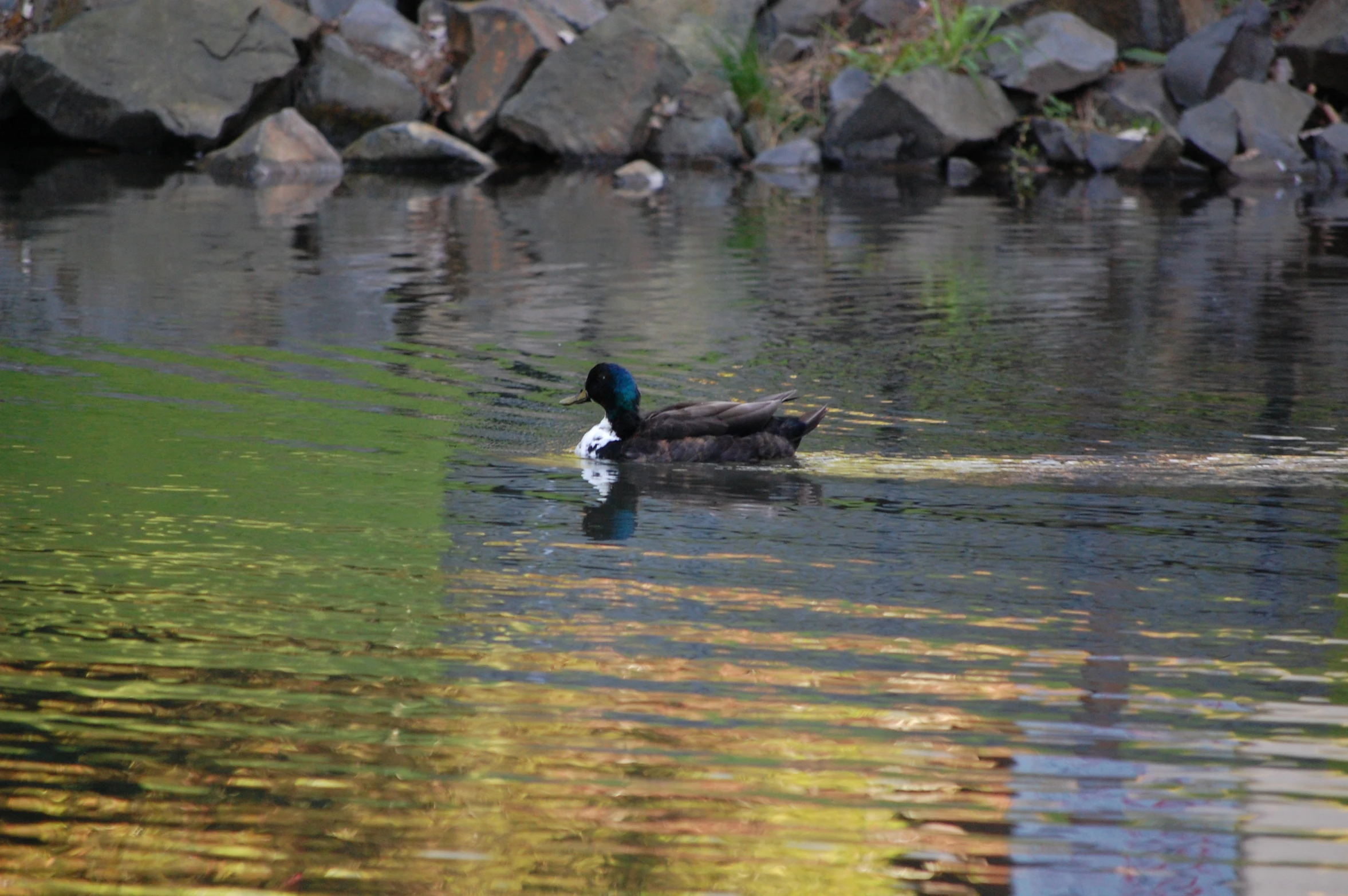 a couple of ducks swimming across a lake