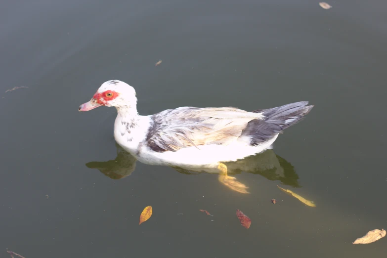 a white duck with brown eyes swimming in water