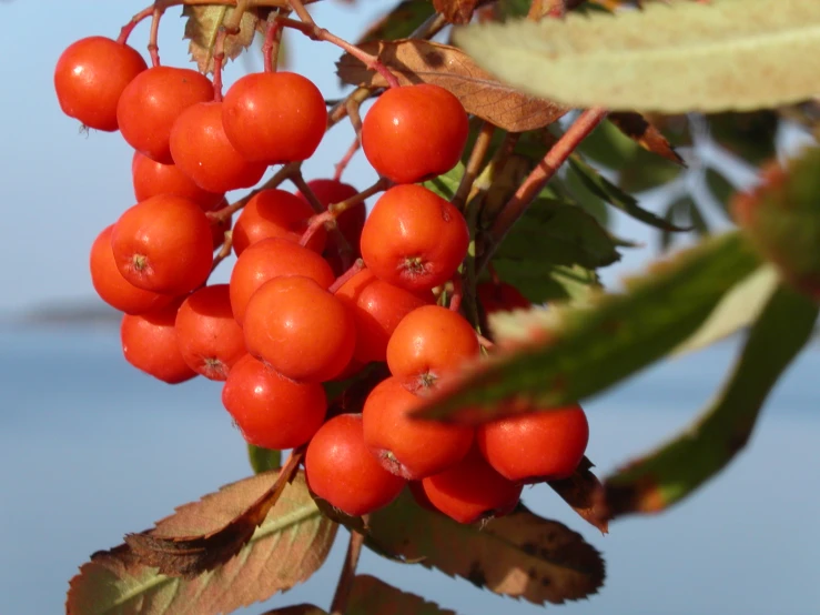 berries on a tree next to a body of water