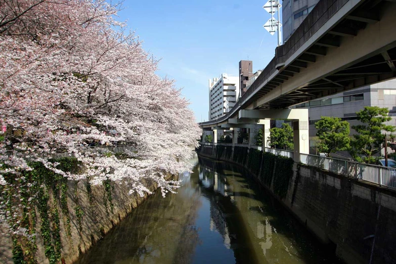 trees on either side of a waterway near buildings