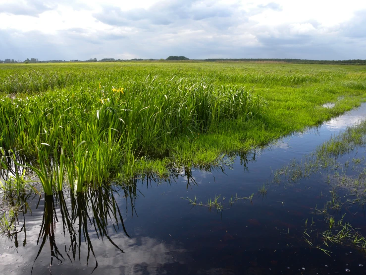 the water is flowing through a meadow in the country