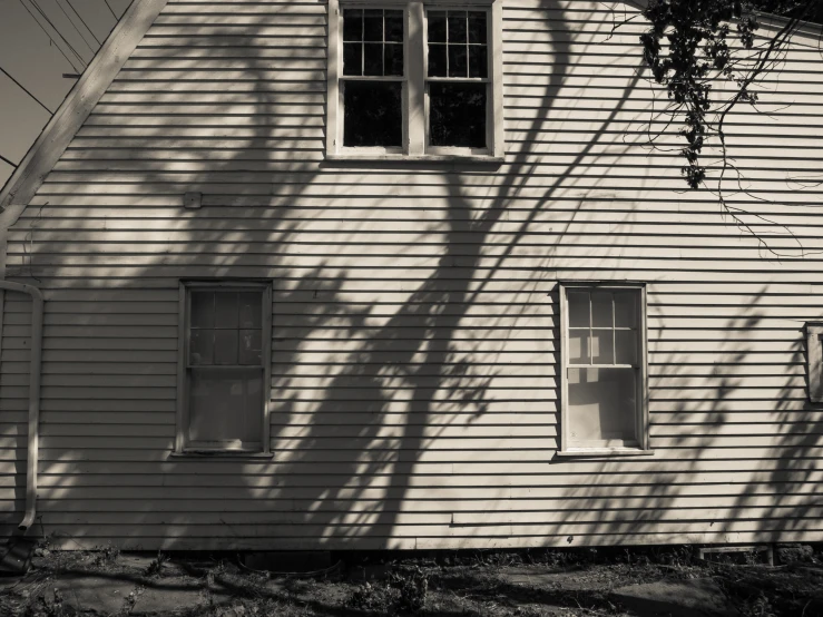 a shadow of a tree on the side of a building