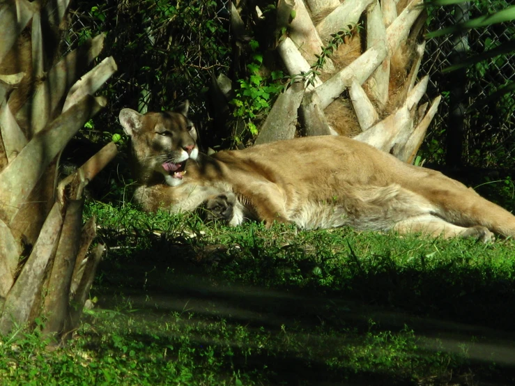 there is a mountain lion lying in the shade