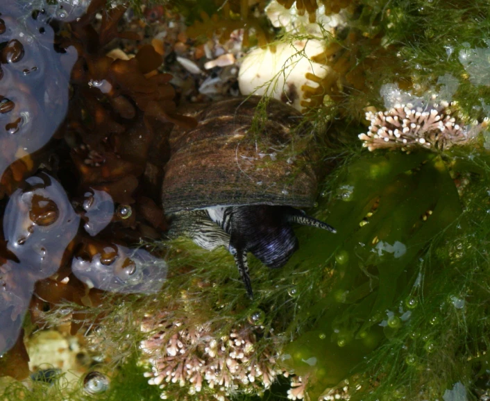 an image of a beetle in the moss